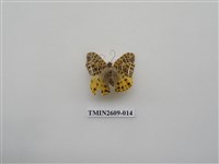 藏品(尺蛾124)的圖片